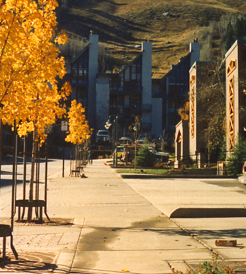 Aspen in fall